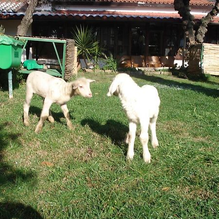 Agriturismo La Vecchia Dolceacqua Villa Luaran gambar